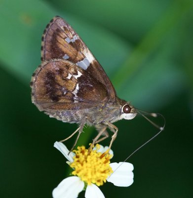 Tree Flitter 希弄蝶 Hyarotis adrastus