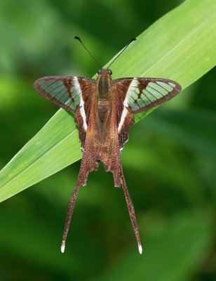 White Dragontail 燕鳳蝶 Lamproptera curius