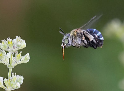 Blue-banded Bee 無墊蜂