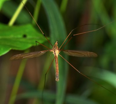 Crane Fly 大蚊