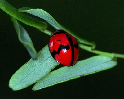 Ladybird Beetle 六斑月瓢蟲 Menochilus sexmaculatus