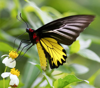 Common Birdwing (male) 裳鳳蝶Troides Helena