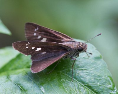 Formosan Swift 秈弄蝶 Borbo cinnara