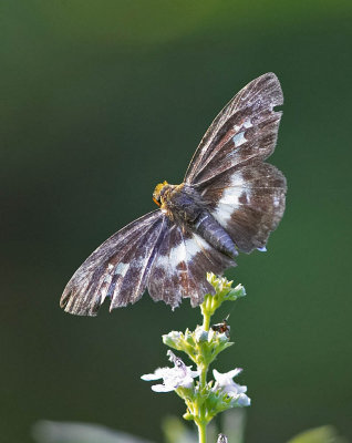 White-banded Flat 匪夷捷弄蝶 Gerosis phisara