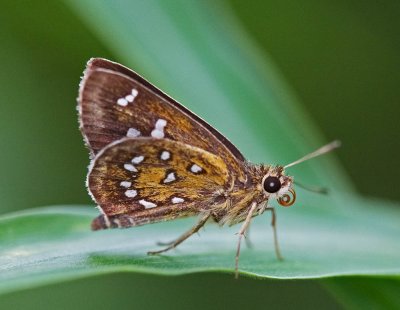 Shiny-spotted Bob 旖弄蝶 Isoteinon lamprospilus