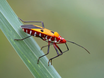 Red Cotton Bug 赤星椿象