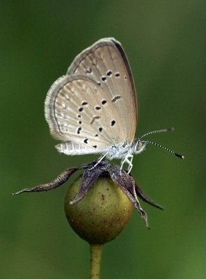 Lesser Grass Blue 毛眼灰蝶 Zizina otis