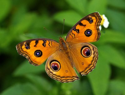 Peacock Pansy 美眼蛺蝶 Junonia almana