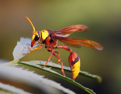 Potter Wasp 大華麗蜾蠃 Delta petiolata