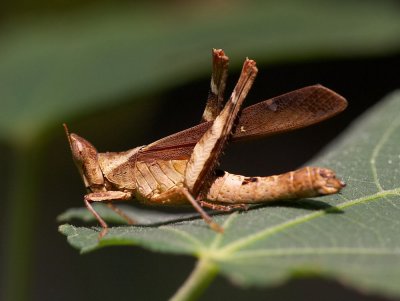 Erianthus sp. 烏蜢 (馬頭蝗）