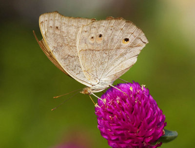 Grey Pansy 波紋眼蛺蝶 Junonia atlites