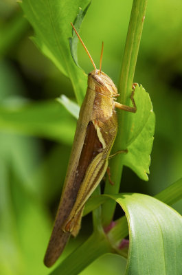 Short-horned Grasshopper 短角直斑腿蝗 Stenocatantops mistshenkoi