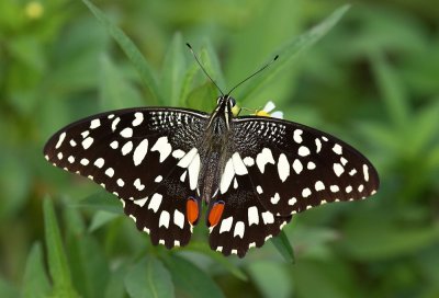 Lime Butterfly 達摩鳳蝶 Papilio demoleus