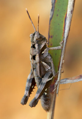 Short-horned Grasshopper 東方凸額蝗 Traulia orientalis