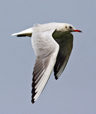 Black-headed Gull 紅咀鷗