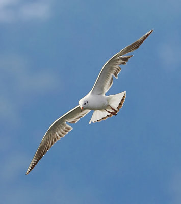 Black-headed Gull 紅咀鷗