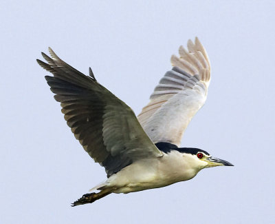 Black-crowed Night Heron 夜鷺