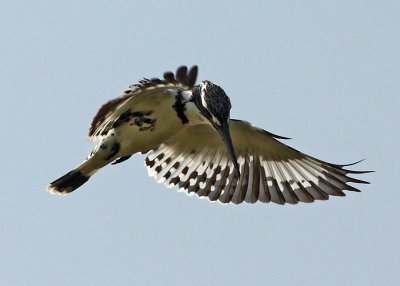 Pied Kingfisher 斑魚狗