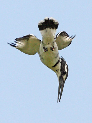 Pied Kingfisher 斑魚狗