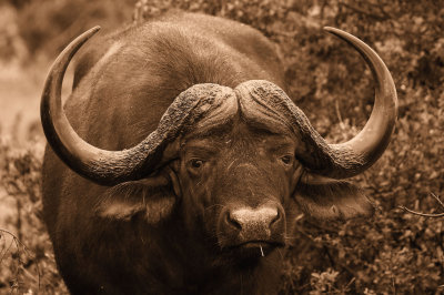 Buffelo at Addo Elephant Parc