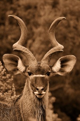 Male-Kudu at Addo Elephant Parc