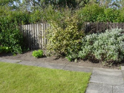 Garden May 2007