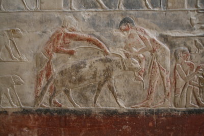 Reliefs inside Mereruka's tomb