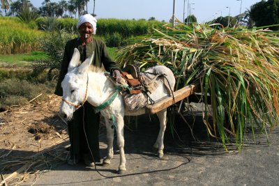 Transport  of sugar cane