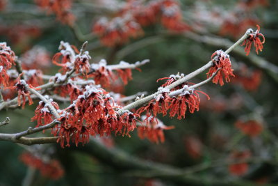 a frosty morning