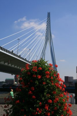 Erasmusbrug