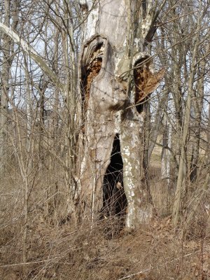 A scary walk in the woods