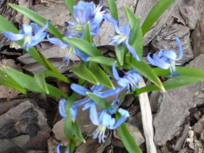 Pretty blue flowers