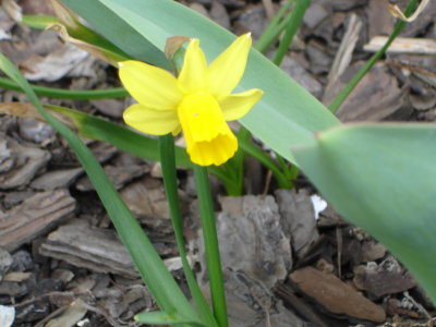 The 2nd daffodil