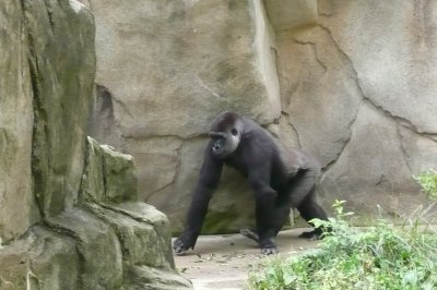On the prowl