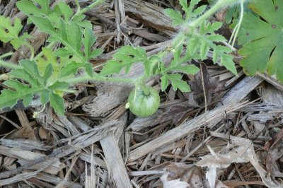 And here's the watermelon!