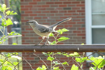 Mocking Bird