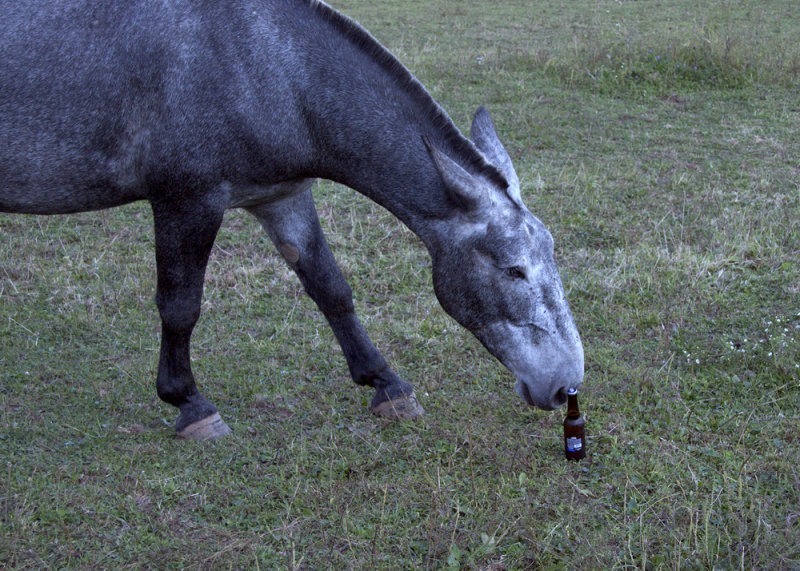 MULE AND BEER <body oncontextmenu=alert(My photos are protected by copyright laws.); return false;>