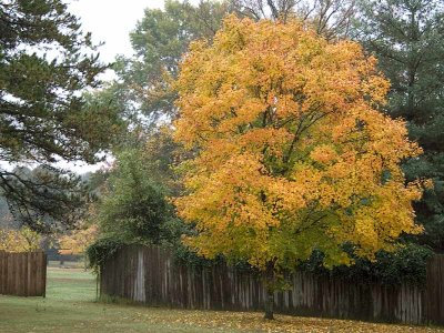Sugar Maple