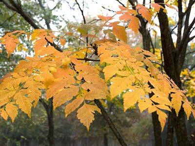 Golden Leaves