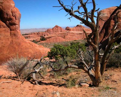 Dead Tree_1