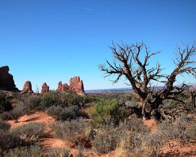 Dead Tree_2