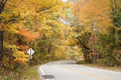Foliage_2