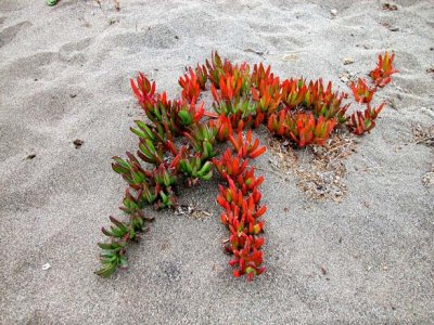 Ice Plant