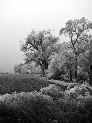 Pogonip_BW