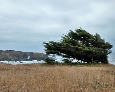 Wind Blown