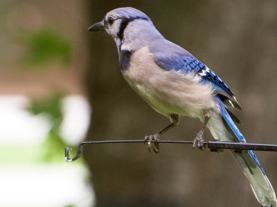 Blue Jay