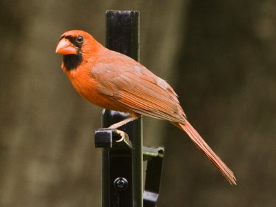Cardinal
