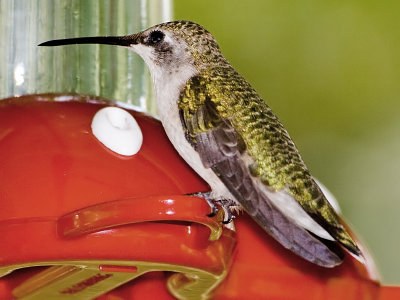 Female Rubythroated Hummingbird