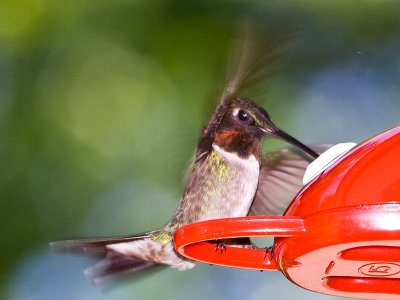 Male Rubythroated Hummingbird