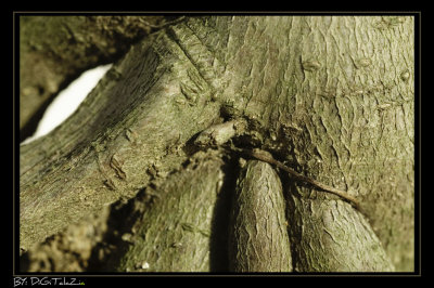 Trunk..!...Elephant!!